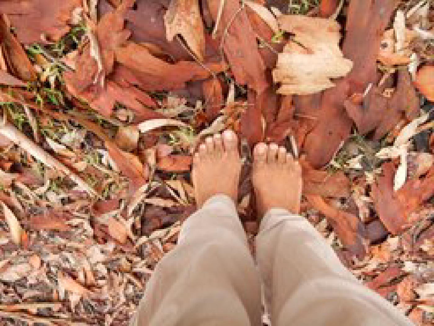 Barefoot Bushwalk